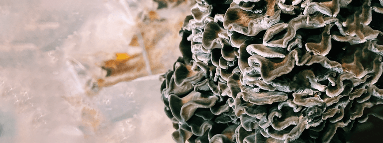 Maitake & Managing Blood Glucose