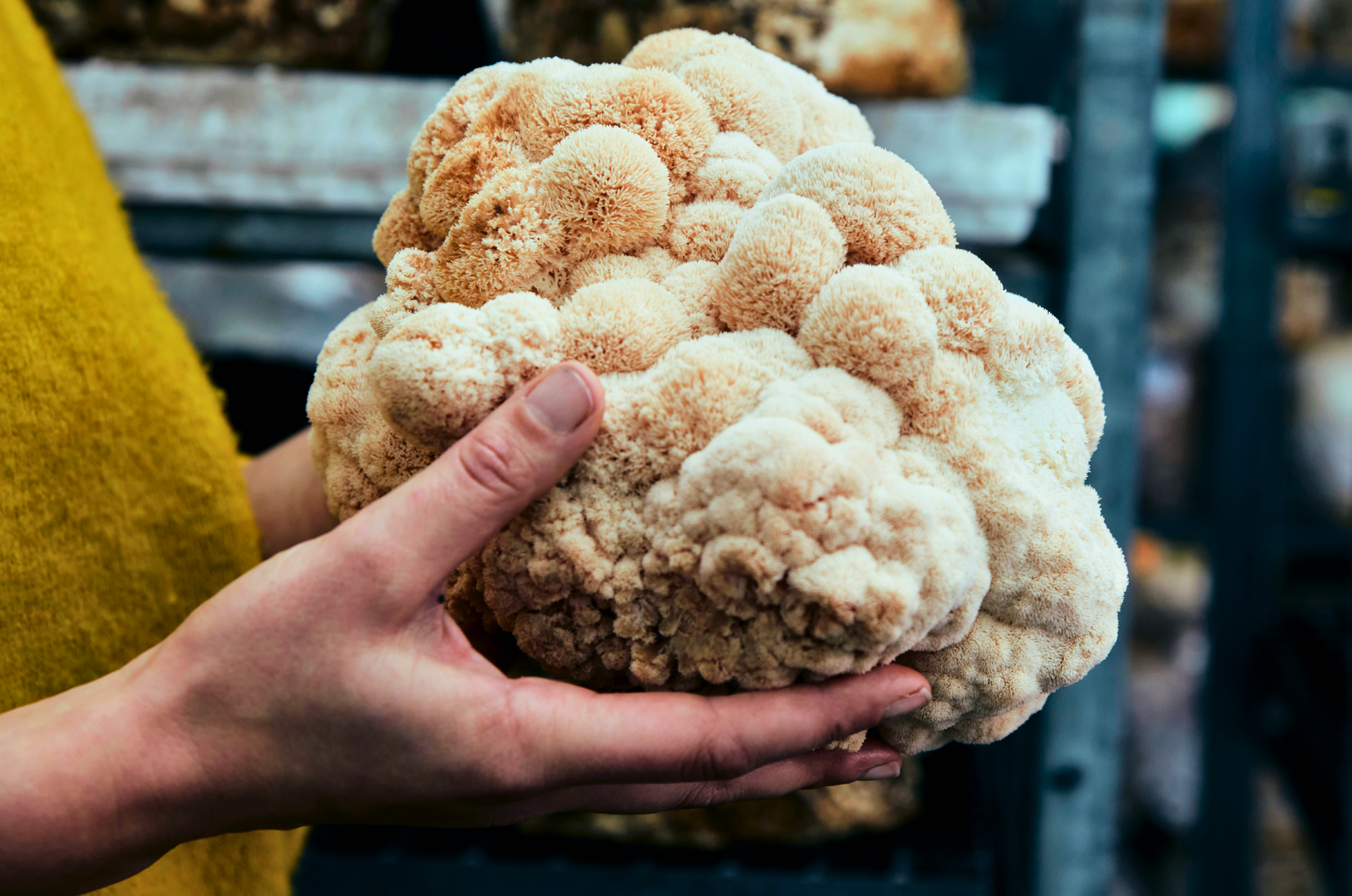 Inside The Mind Of Lion's Mane