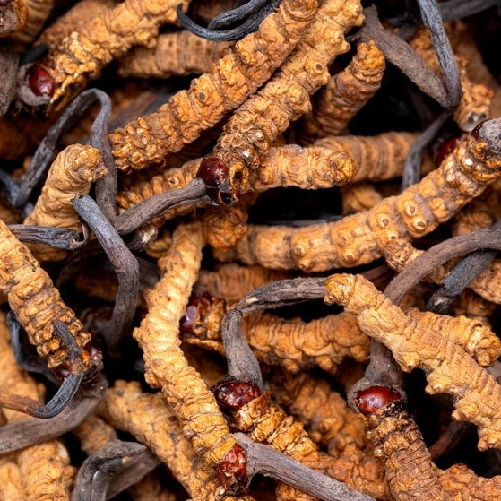 (New) Organic Cordyceps Sinensis Tincture