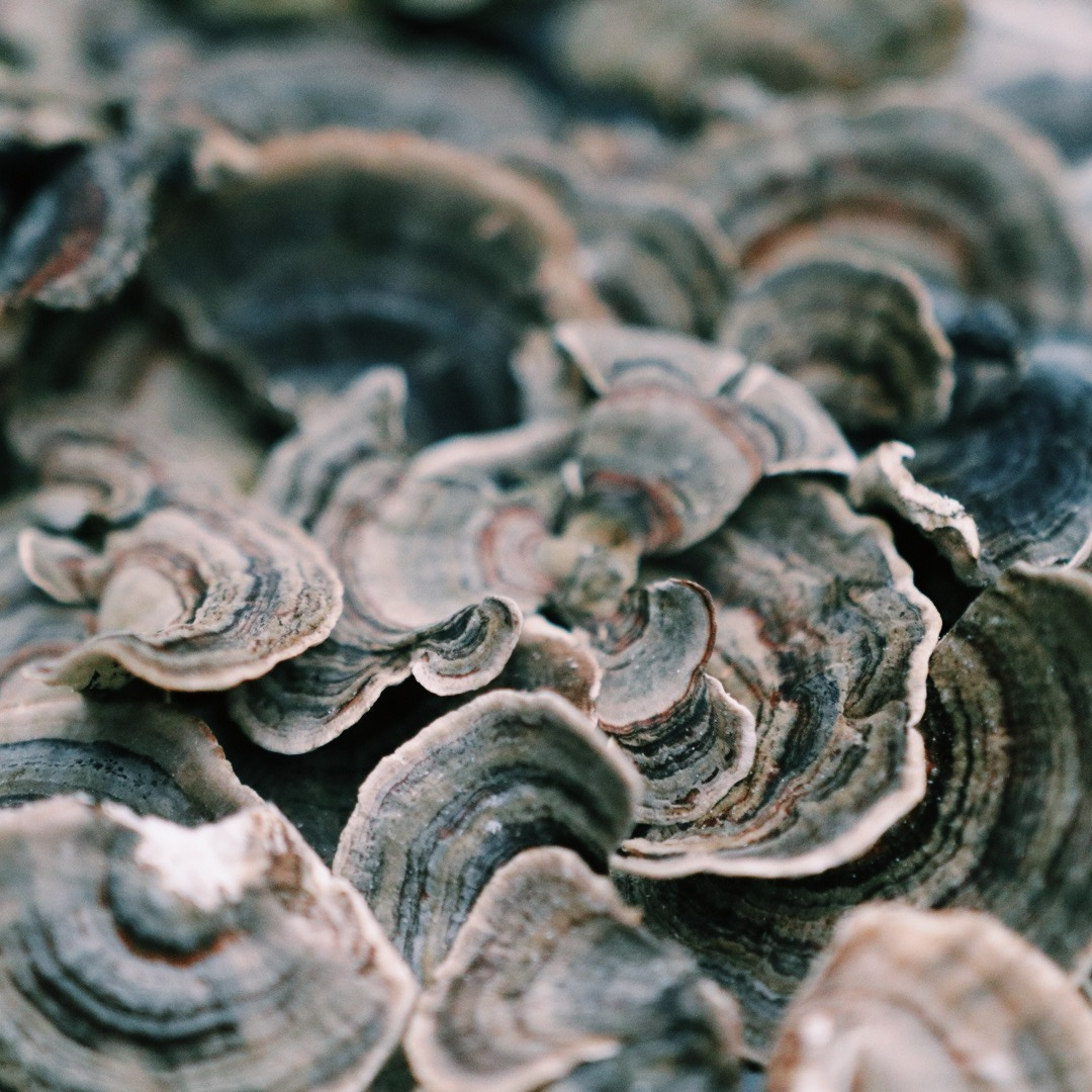 Fungarium Friends Organic Turkey Tail Tincture for pets