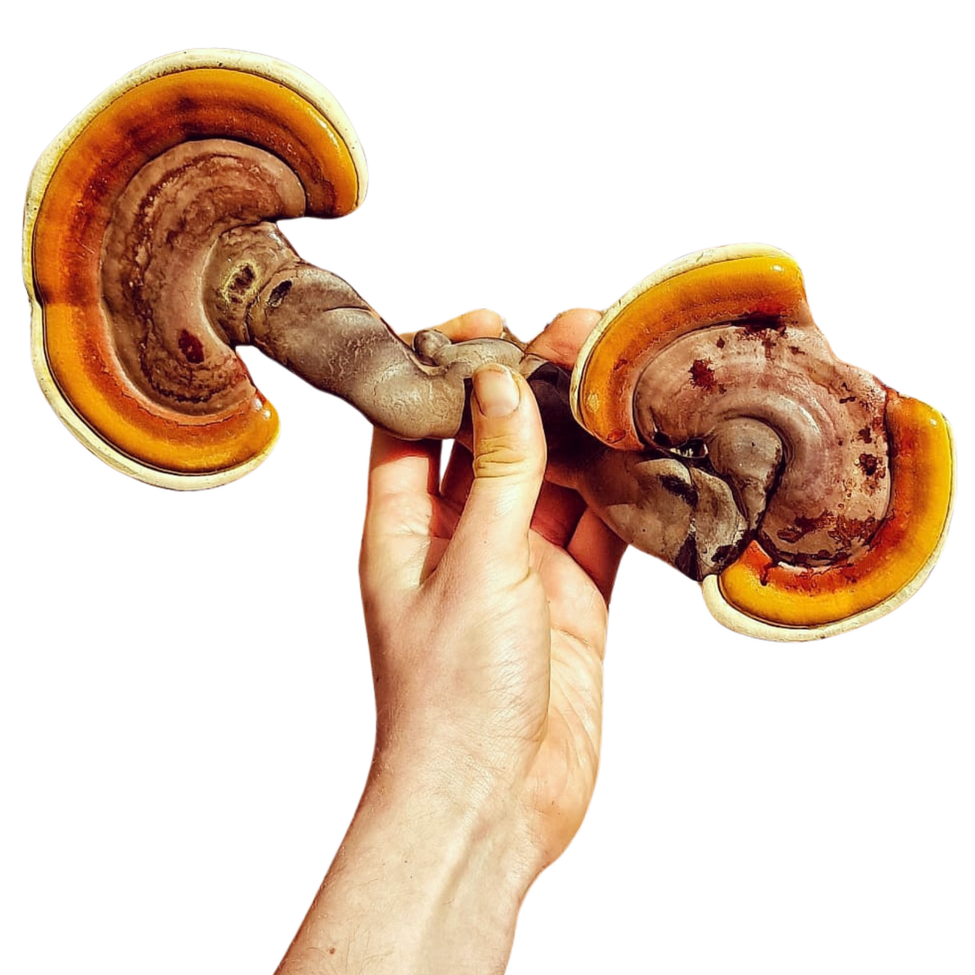 Organic Reishi Tincture