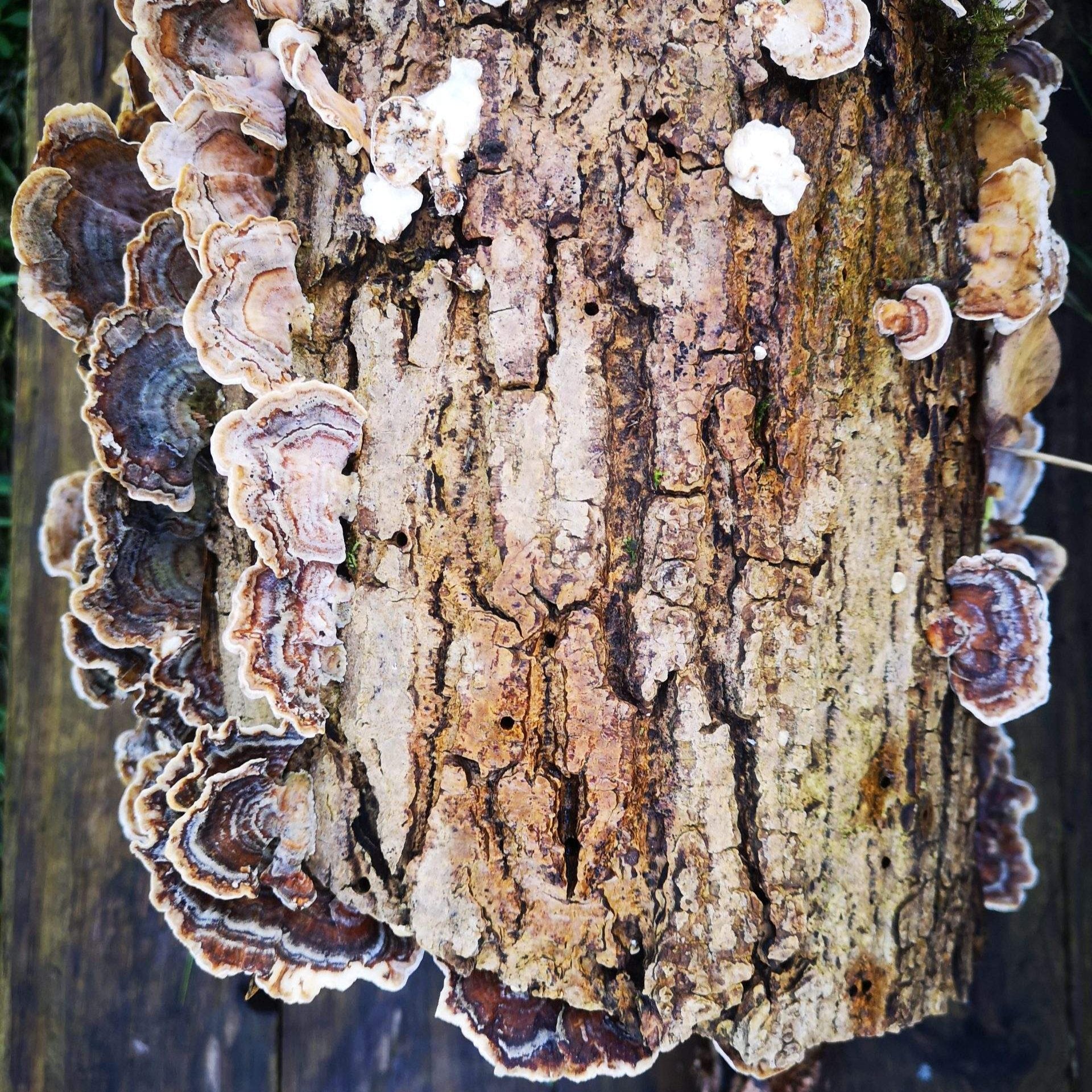 Fungarium Friends Organic Turkey Tail Tincture for pets