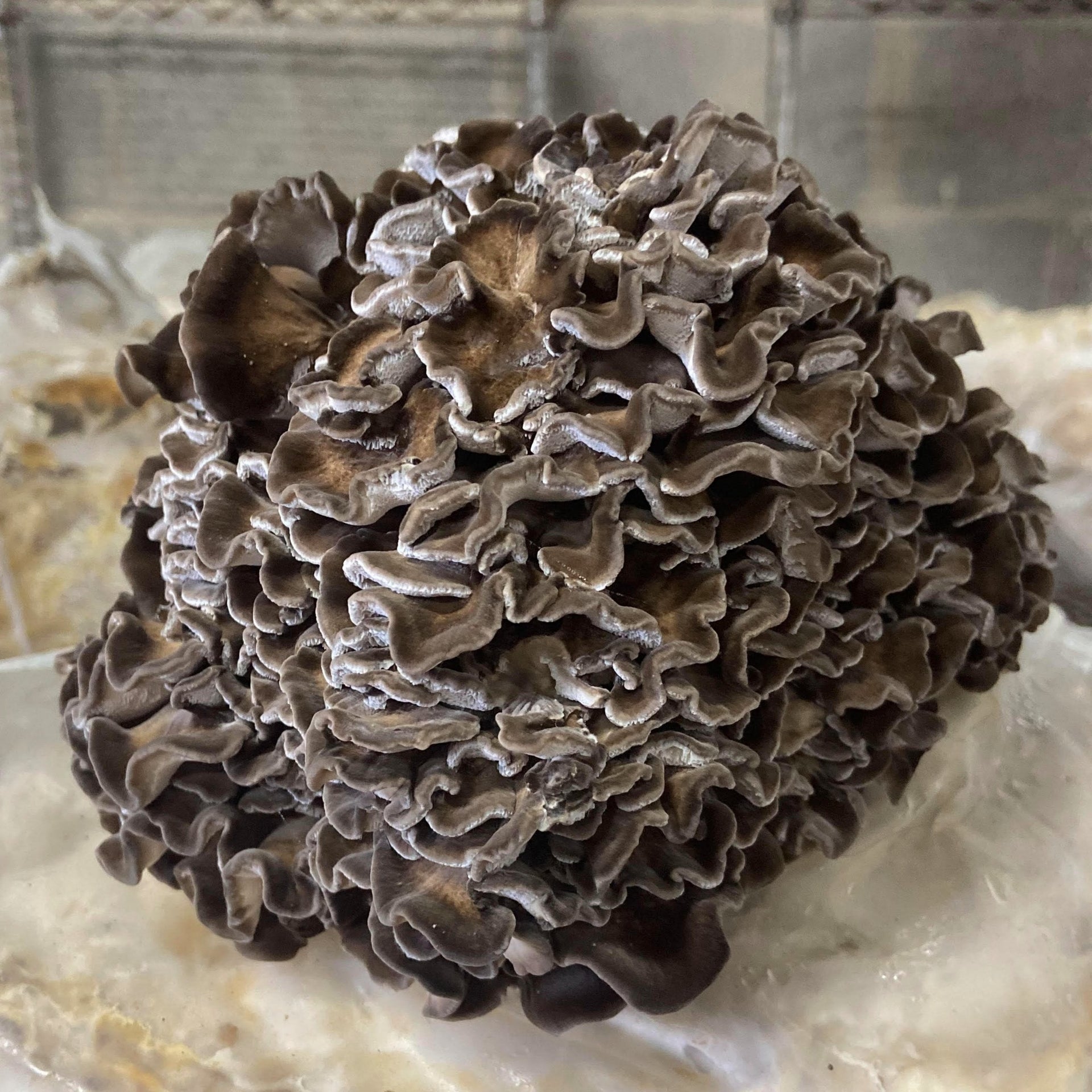 Women's Support Bundle