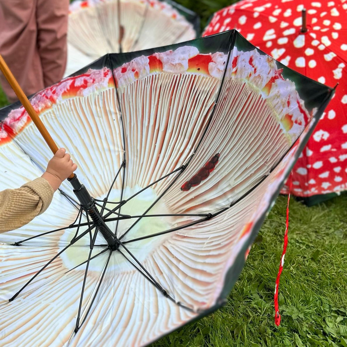 Fungarium Umbrellas
