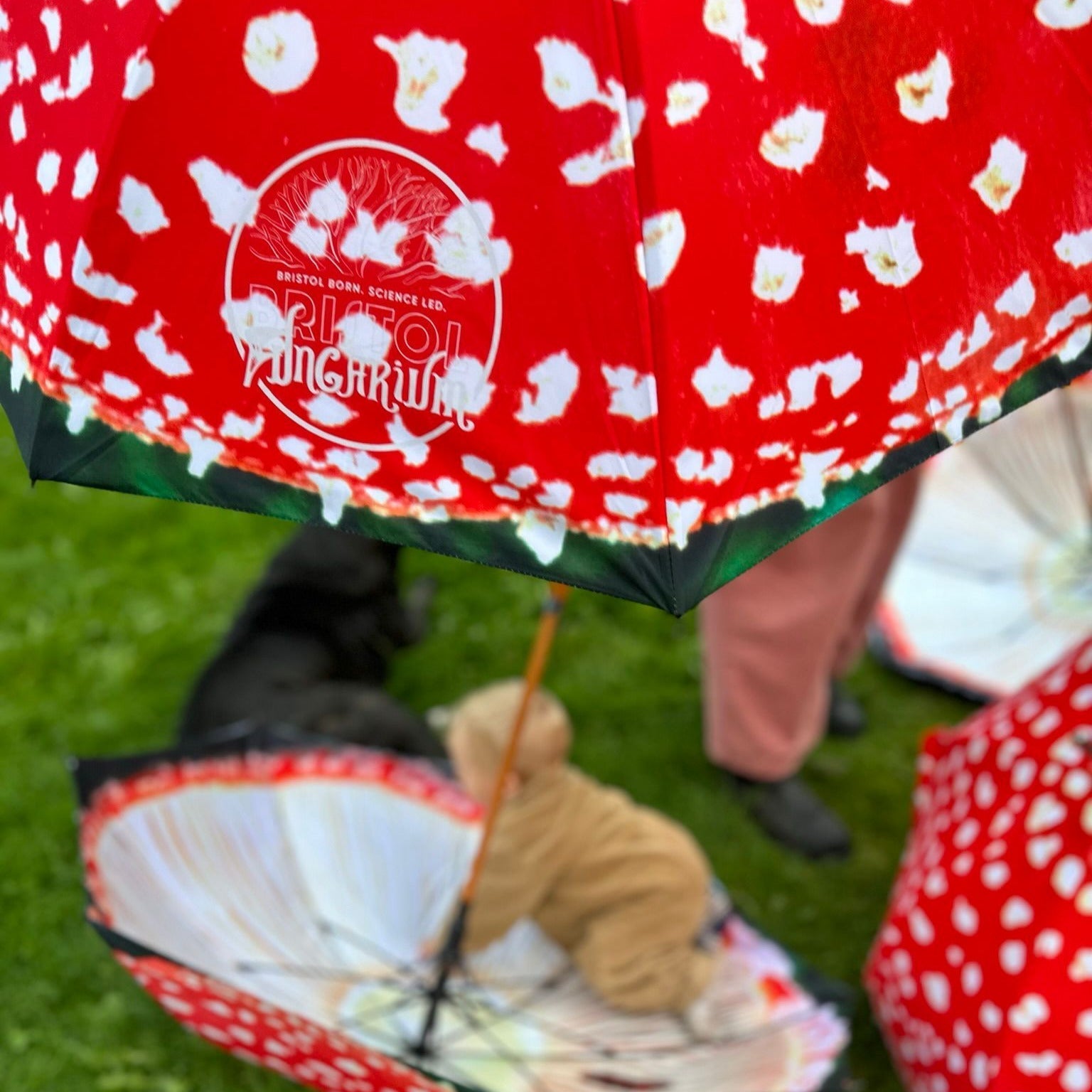 Fungarium Umbrellas